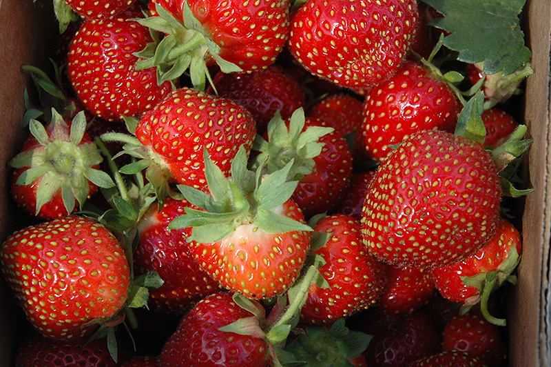 Allstar Strawberry (Fragaria 'Allstar') in Prince George, British Columbia  (BC) at Hunniford Gardens
