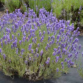 Hidcote Lavender (Lavandula angustifolia 'Hidcote') in Prince George,  British Columbia (BC) at Hunniford Gardens