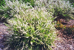 Dwarf Garland Spirea (Spiraea x arguta 'Compacta') at Hunniford Gardens