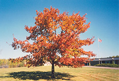 Red Oak (Quercus rubra) at Hunniford Gardens