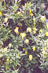 Golden Clematis (Clematis tangutica) at Hunniford Gardens