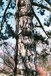 Austrian Pine (Pinus nigra) at Hunniford Gardens