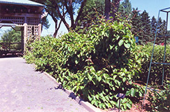Issai Hardy Kiwi (Actinidia arguta 'Issai') at Hunniford Gardens