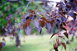 Crimson Frost Birch (Betula 'Crimson Frost') at Hunniford Gardens