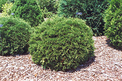 Hetz Midget Arborvitae (Thuja occidentalis 'Hetz Midget') at Hunniford Gardens
