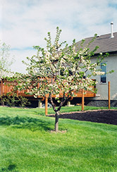 Evans Cherry (Prunus 'Evans') at Hunniford Gardens