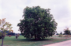 Black Walnut (Juglans nigra) at Hunniford Gardens