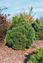 Big Tuna Mugo Pine (Pinus mugo 'Big Tuna') at Hunniford Gardens