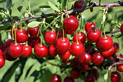 Crimson Passion Cherry (tree form) (Prunus 'Crimson Passion (tree form)') at Hunniford Gardens