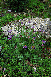 Pasqueflower (Pulsatilla vulgaris) at Hunniford Gardens