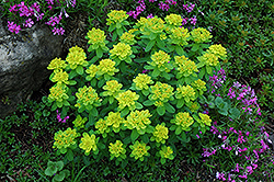 Cushion Spurge (Euphorbia polychroma) at Hunniford Gardens