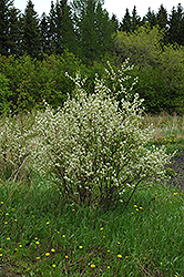 Honeywood Saskatoon (Amelanchier alnifolia 'Honeywood') at Hunniford Gardens