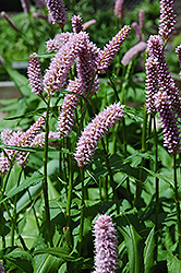 Pink Snakeweed (Persicaria bistorta 'Superba') at Hunniford Gardens