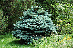 Globe Blue Spruce (Picea pungens 'Globosa') at Hunniford Gardens