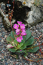 Bitterroot (Lewisia cotyledon) at Hunniford Gardens