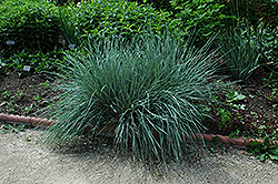 Blue Oat Grass (Helictotrichon sempervirens) at Hunniford Gardens