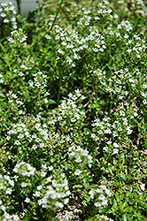 White Moss Thyme (Thymus praecox 'Albus') at Hunniford Gardens