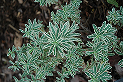 First Blush Spurge (Euphorbia polychroma 'First Blush') at Hunniford Gardens