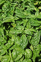 Sweet Basil (Ocimum basilicum) at Hunniford Gardens