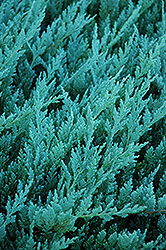 Blue Chip Juniper (Juniperus horizontalis 'Blue Chip') at Hunniford Gardens