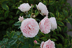 Morden Blush Rose (Rosa 'Morden Blush') at Hunniford Gardens