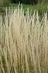 Karl Foerster Reed Grass (Calamagrostis x acutiflora 'Karl Foerster') at Hunniford Gardens