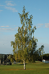 Cutleaf Weeping Birch (Betula pendula 'Dalecarlica') at Hunniford Gardens