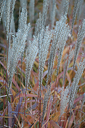 Flame Grass (Miscanthus sinensis 'Purpurascens') at Hunniford Gardens