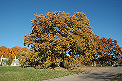Bur Oak (Quercus macrocarpa) at Hunniford Gardens