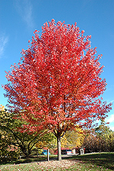 Autumn Blaze Maple (Acer x freemanii 'Jeffersred') at Hunniford Gardens