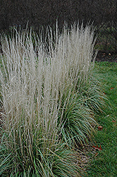 Avalanche Reed Grass (Calamagrostis x acutiflora 'Avalanche') at Hunniford Gardens