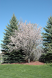 Newport Plum (Prunus cerasifera 'Newport') at Hunniford Gardens