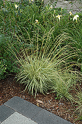 Variegated Moor Grass (Molinia caerulea 'Variegata') at Hunniford Gardens