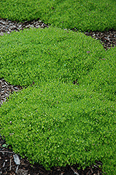 Irish Moss (Sagina subulata) at Hunniford Gardens