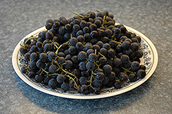 Minnesota 78 Grape (Vitis 'Minnesota 78') at Hunniford Gardens