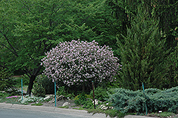 Dwarf Korean Lilac (tree form) (Syringa meyeri 'Palibin (tree form)') at Hunniford Gardens