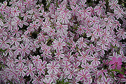 Candy Stripe Moss Phlox (Phlox subulata 'Candy Stripe') at Hunniford Gardens