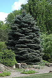 Fat Albert Blue Spruce (Picea pungens 'Fat Albert') at Hunniford Gardens