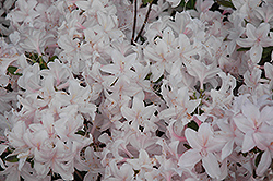 White Lights Azalea (Rhododendron 'White Lights') at Hunniford Gardens