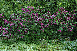 Charles Joly Lilac (Syringa vulgaris 'Charles Joly') at Hunniford Gardens
