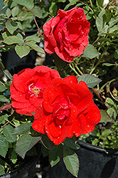 Morden Fireglow Rose (Rosa 'Morden Fireglow') at Hunniford Gardens