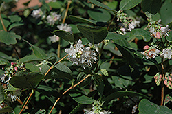Snowberry (Symphoricarpos albus) at Hunniford Gardens