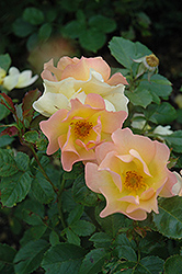 Morden Sunrise Rose (Rosa 'Morden Sunrise') at Hunniford Gardens