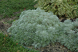Silver Mound Artemisia (Artemisia schmidtiana 'Silver Mound') at Hunniford Gardens