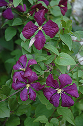 Etoile Violette Clematis (Clematis 'Etoile Violette') at Hunniford Gardens
