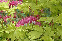 Gold Heart Bleeding Heart (Dicentra spectabilis 'Gold Heart') at Hunniford Gardens