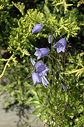 Bavaria Blue Creeping Bellflower (Campanula cochleariifolia 'Bavaria Blue') at Hunniford Gardens