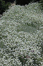 Snow-In-Summer (Cerastium tomentosum) at Hunniford Gardens
