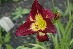 Night Beacon Daylily (Hemerocallis 'Night Beacon') at Hunniford Gardens