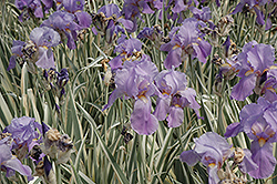 Variegated Sweet Iris (Iris pallida 'Variegata') at Hunniford Gardens